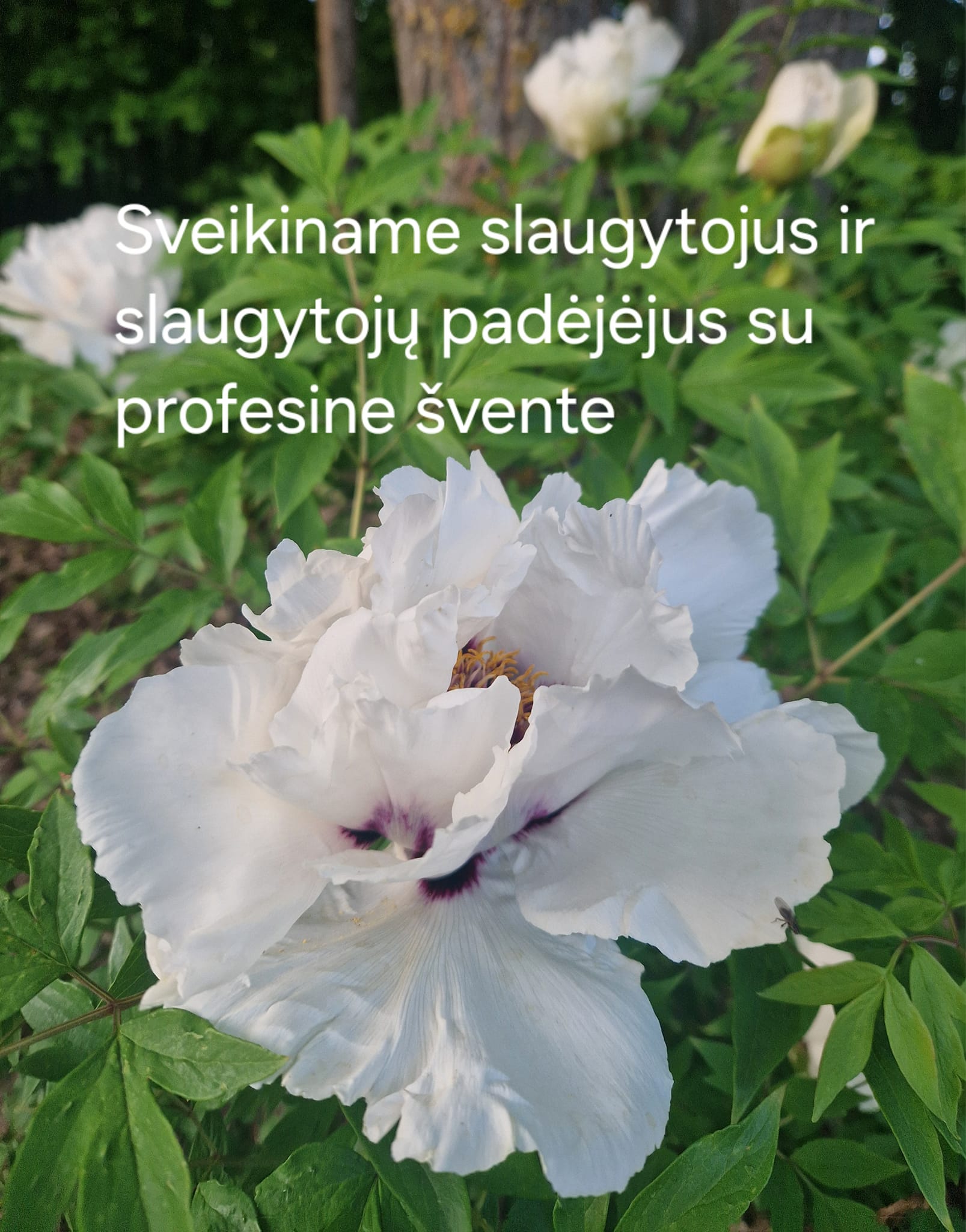 Tarptautinė slaugytojų diena